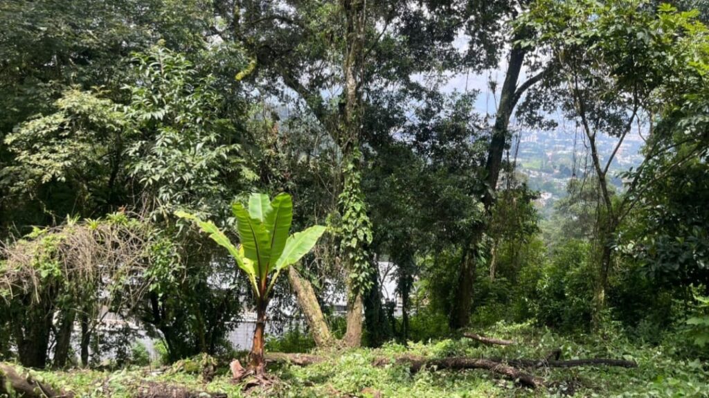 Terreno En Venta Santa RosalÍa Desde 1000 Vr2, $175 Vara - Foto 4 de 4