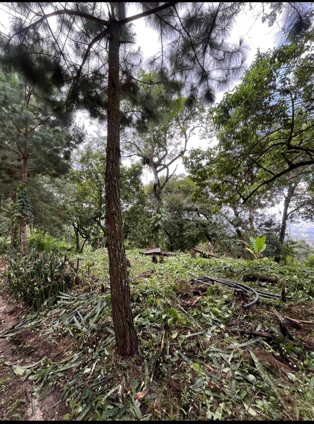 Terreno En Venta Santa RosalÍa Desde 1000 Vr2, $175 Vara